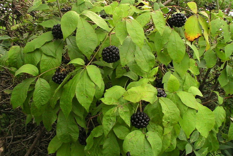 Растение элеутерококк Растение элеутерококк