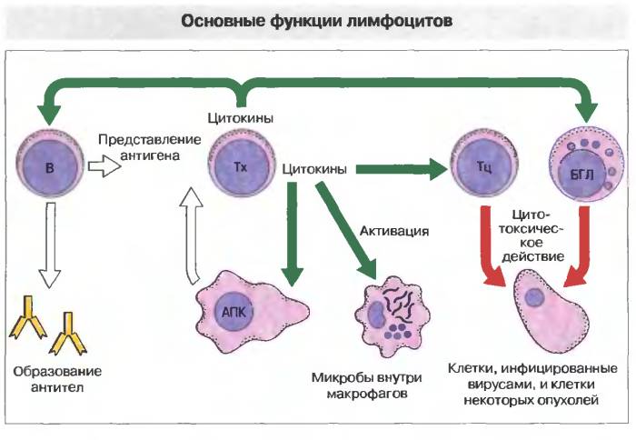 Нарушение функций лимфоцитов - следствие злоупотребления алкоголем Нарушение функций лимфоцитов - следствие злоупотребления алкоголем