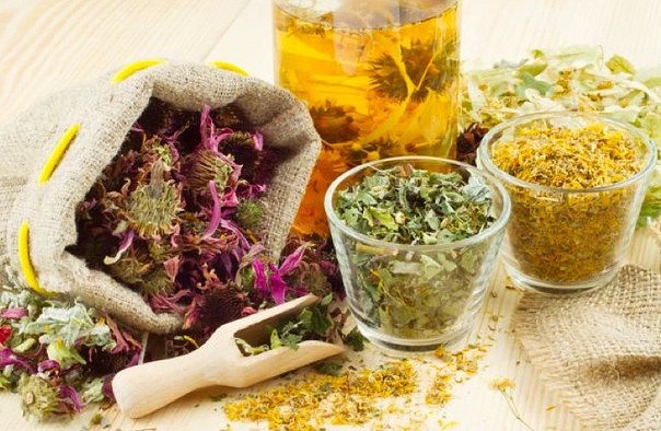 Лекарственные травы для укрепления иммунитета Лекарственные травы для укрепления иммунитета