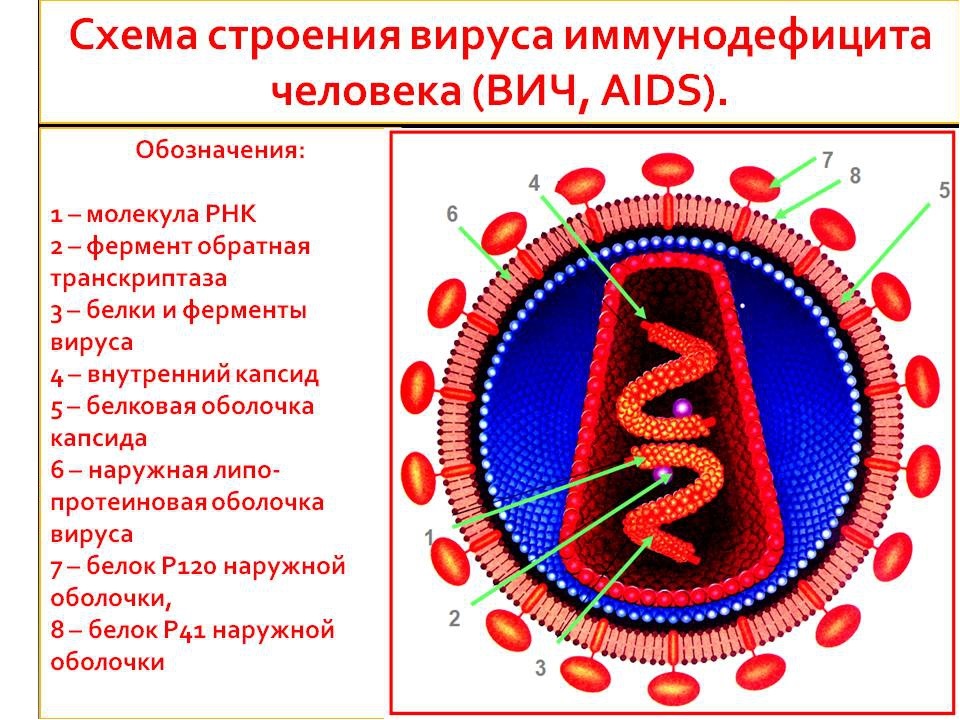 Схема строения вируса иммунодефицита человека Схема строения вируса иммунодефицита человека