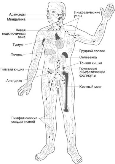 Органы иммунной системы человека Органы иммунной системы человека