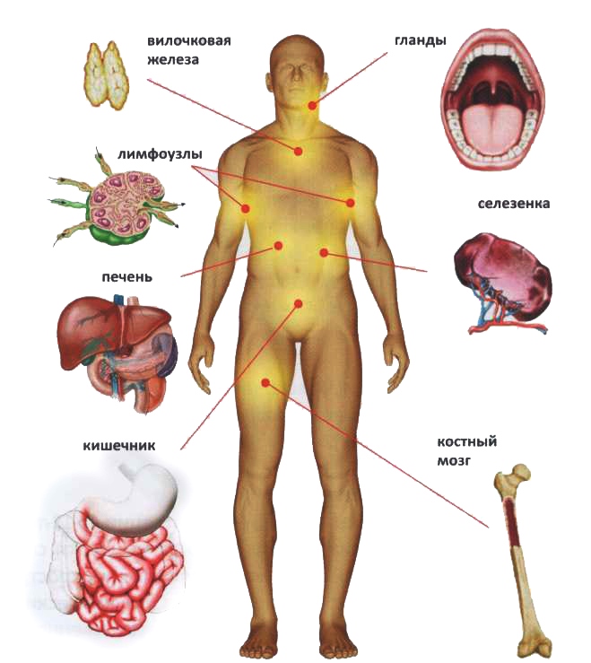 Органы иммунной системы человека Органы иммунной системы человека