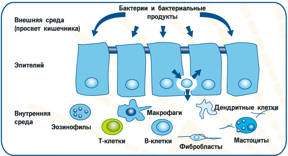 Полезная микрофлора кишечника - ключевой регулятор иммунной системы организма Полезная микрофлора кишечника - ключевой регулятор иммунной системы организма