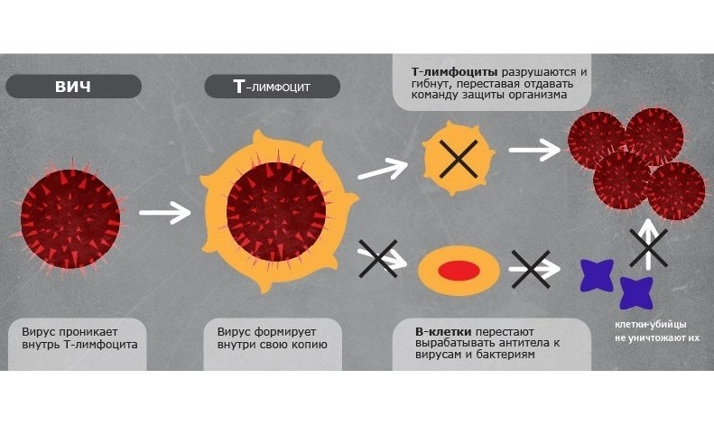 Воздействие ВИЧ на иммунную систему Воздействие ВИЧ на иммунную систему