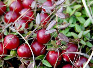 Польза клюквы для иммунитета Польза клюквы для иммунитета