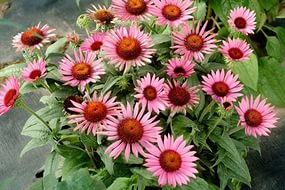 Польза эхинацеи для организма Польза эхинацеи для организма