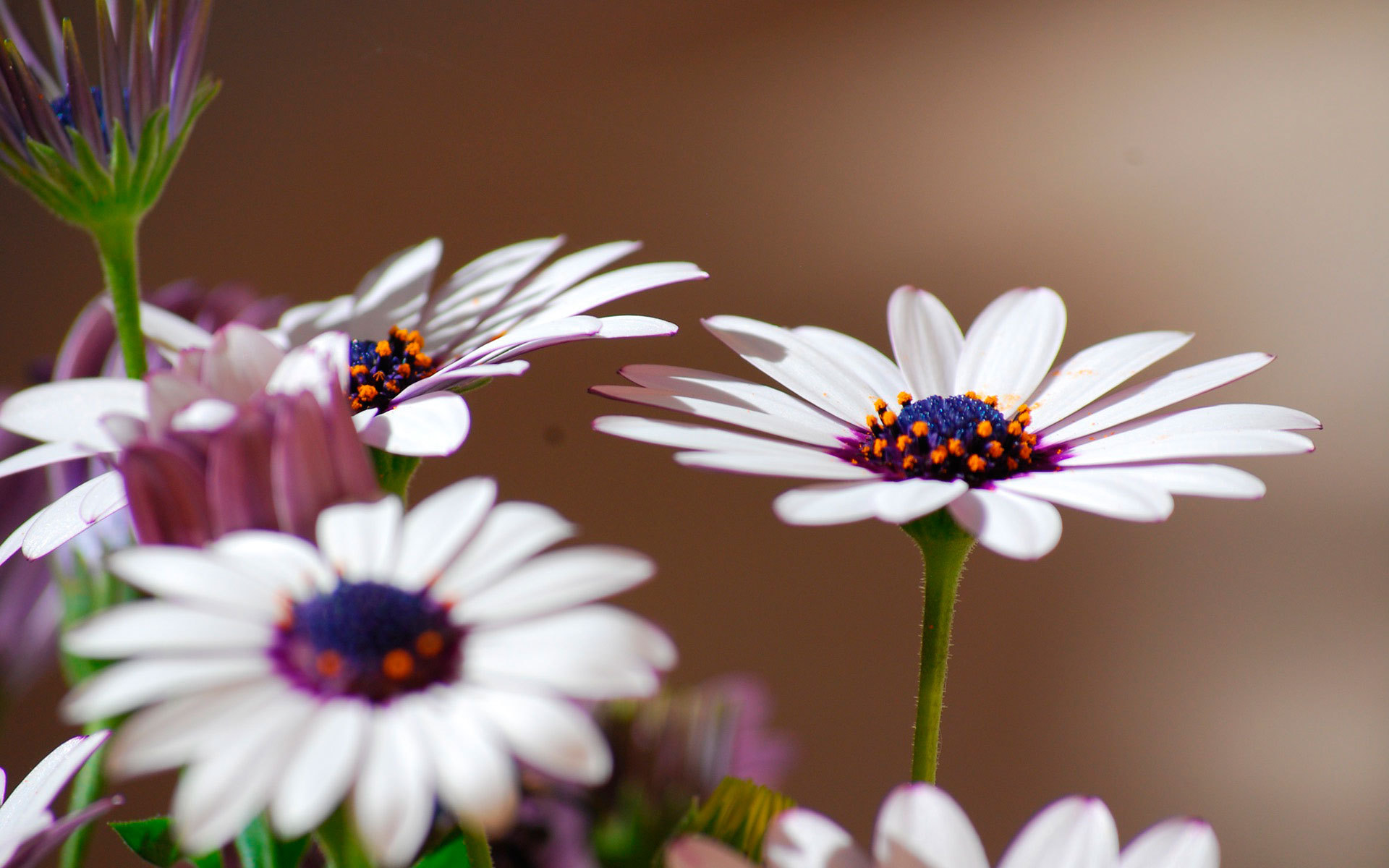 Маргаритки - причина аллергии Маргаритки - причина аллергии