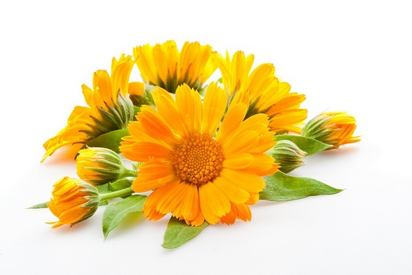 Календула для лечения аллергии Календула для лечения аллергии