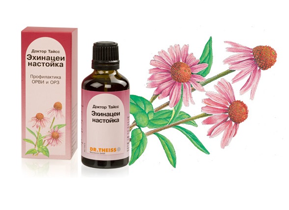 Настойка эхинацеи для повышения иммунитета Настойка эхинацеи для повышения иммунитета