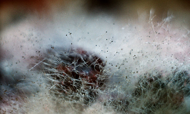 Проблема аллергии на грибок Проблема аллергии на грибок