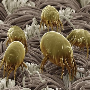 Пылевые клещи - источник, сопровождающий аллергию на грибы Пылевые клещи - источник, сопровождающий аллергию на грибы