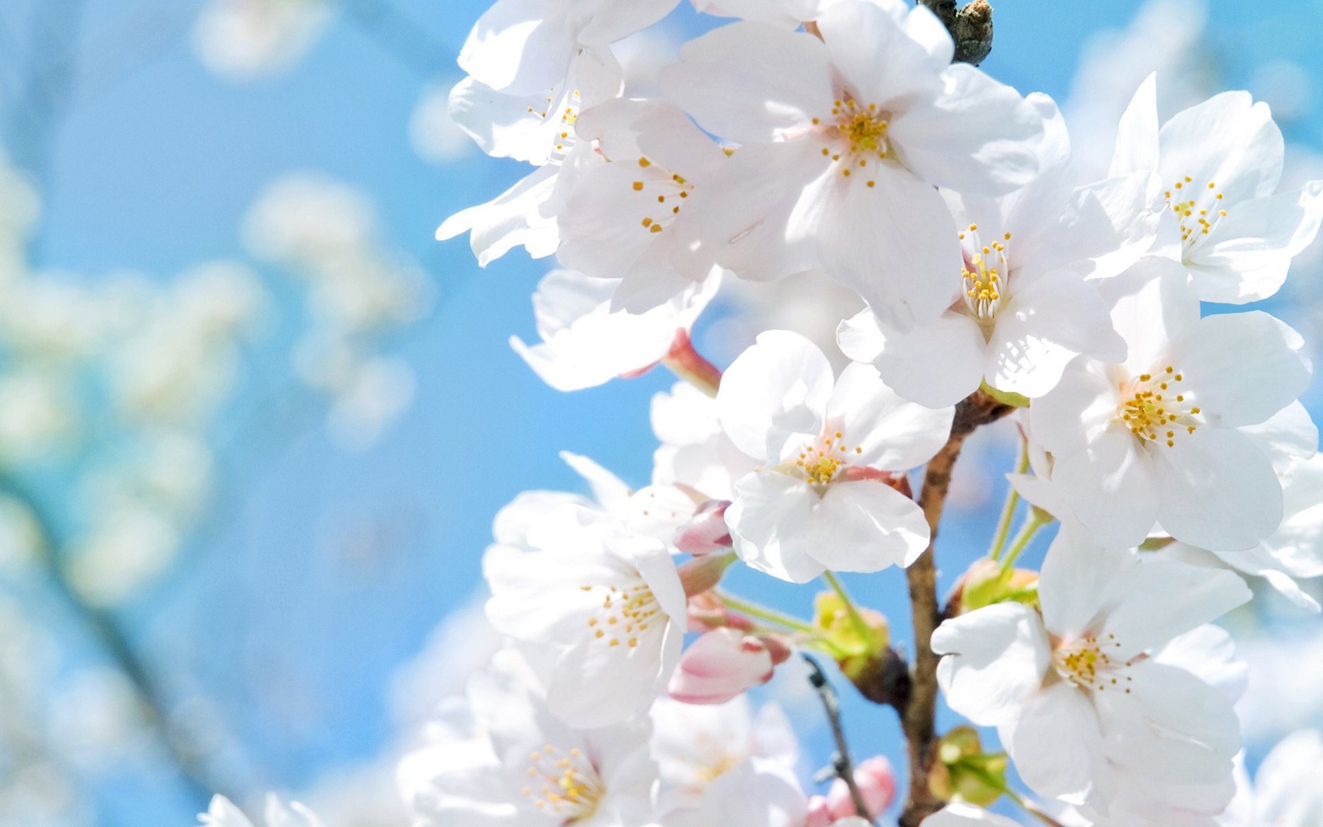 Весна - время различных заболеваний Весна - время различных заболеваний