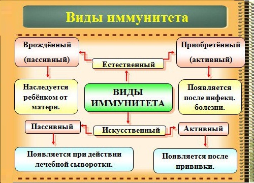 Виды иммунитета человека Виды иммунитета человека