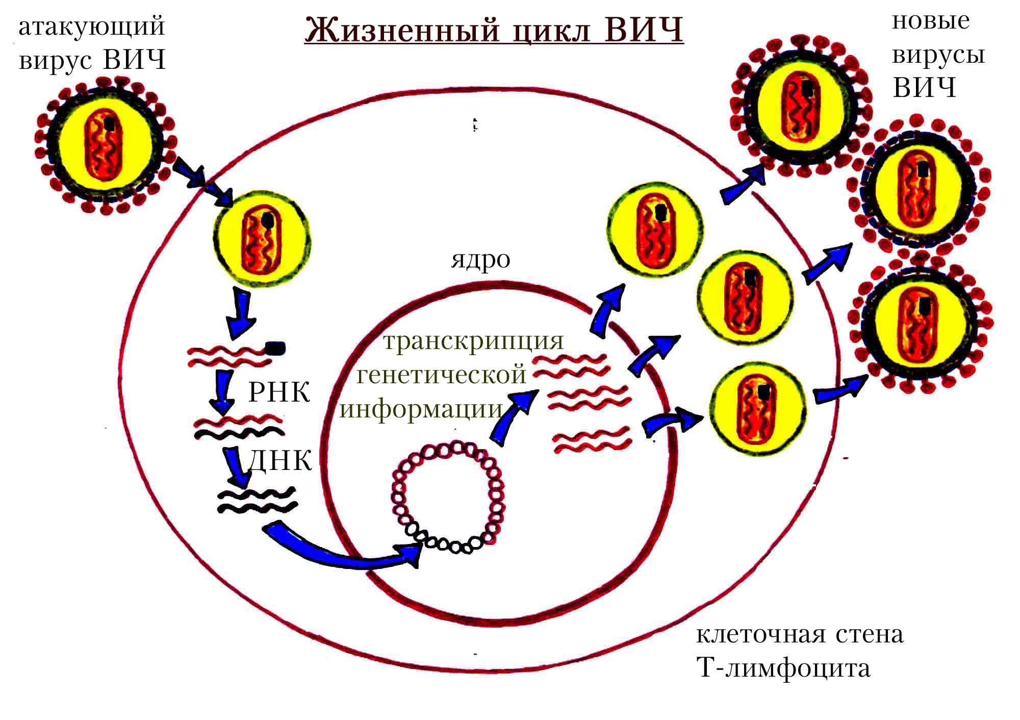 Жизненный цикл ВИЧ Жизненный цикл ВИЧ