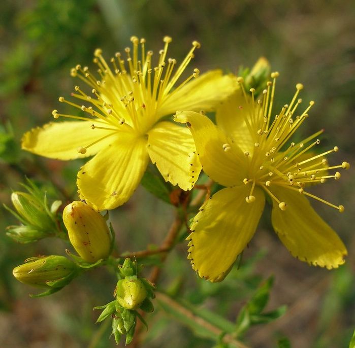 Лечение зверобоем аллергию Лечение зверобоем аллергию